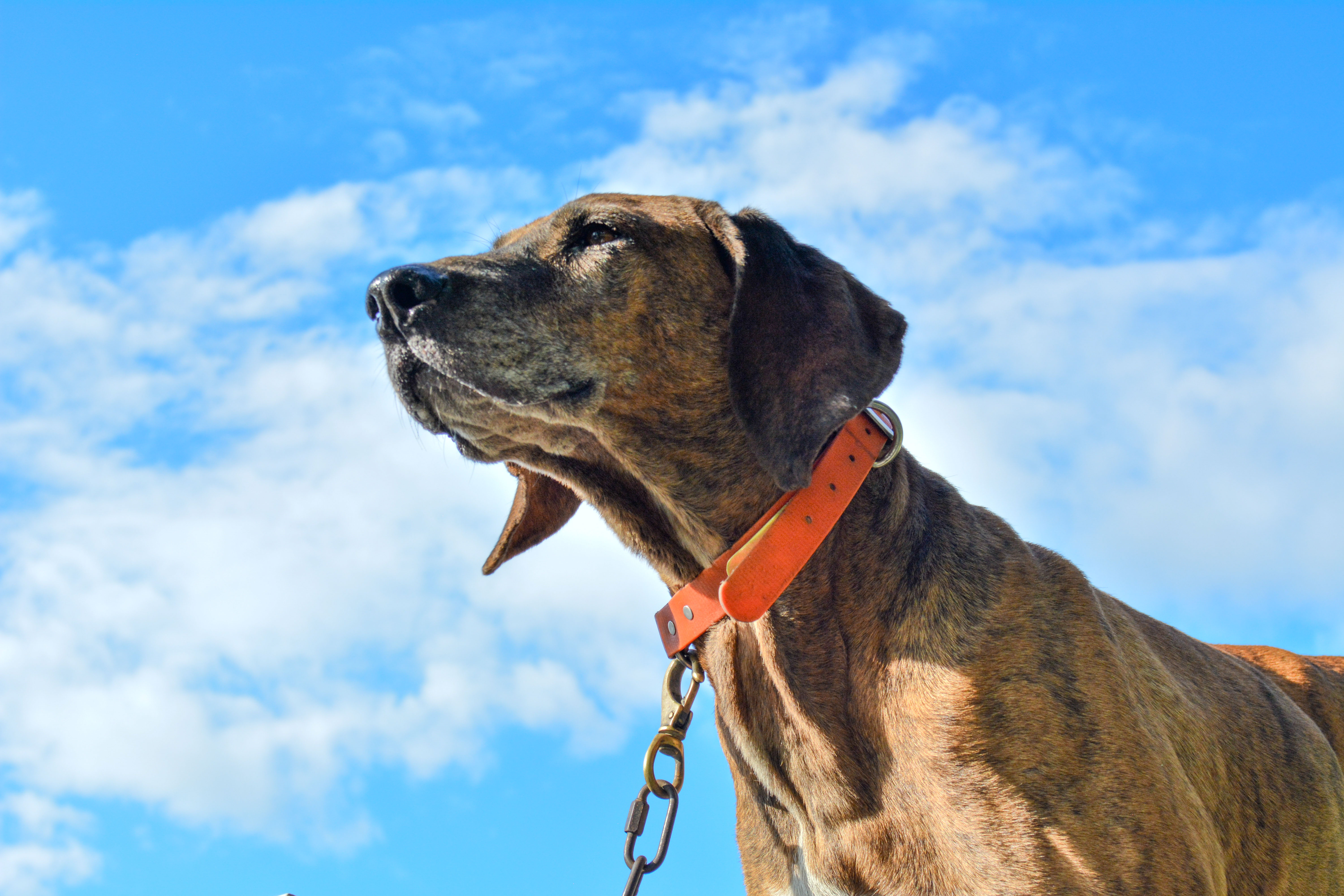 Photo of a Plott Hound named Gunnar taken by Kira Gendjar.